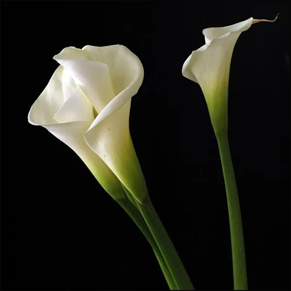 Calla Lily image